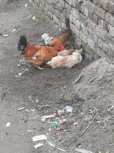 one male two female egg laying