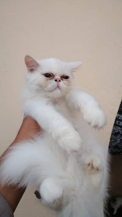 Peky Face Female Cat for Sale – 10 Months Old | Healthy & Active