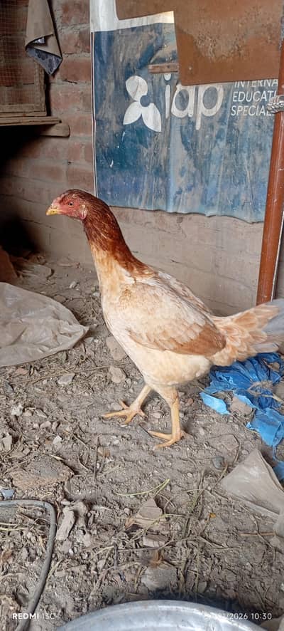 for Sale all hens Aseel