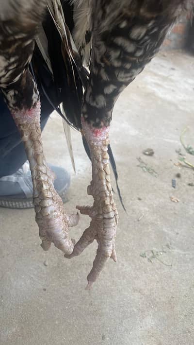 Mianwali Aseel murga / patha