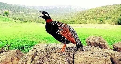 Teetar High Quality for sale