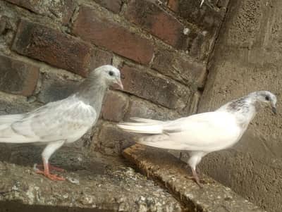 meli anhk ka bhati phata