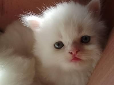 Persian pure  white male kitten