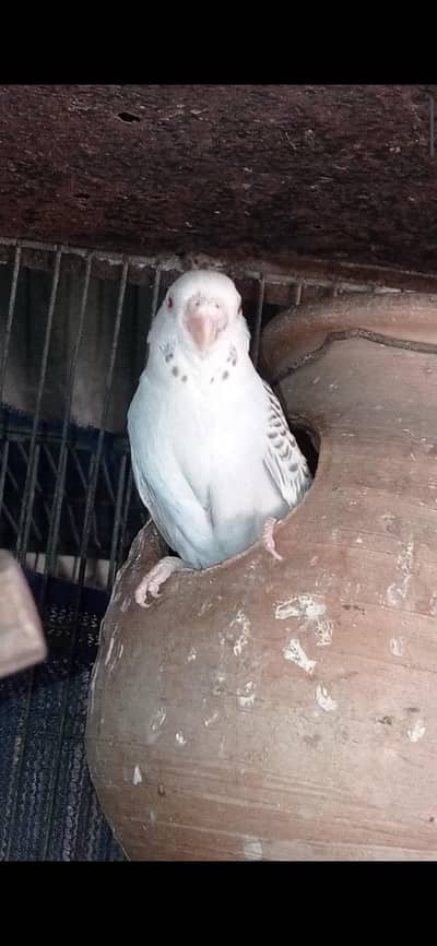 Austrian budgies parrot bird breeder