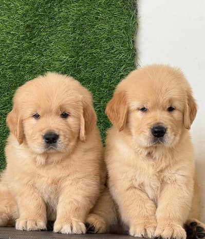 golden retriever puppies 03425655411