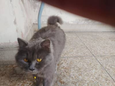 grey Persian cat