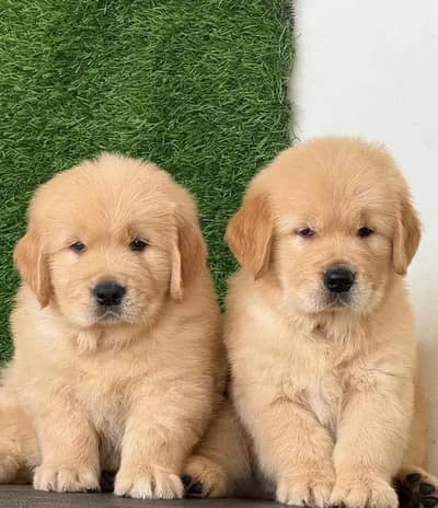 golden retriever puppies 03425655411