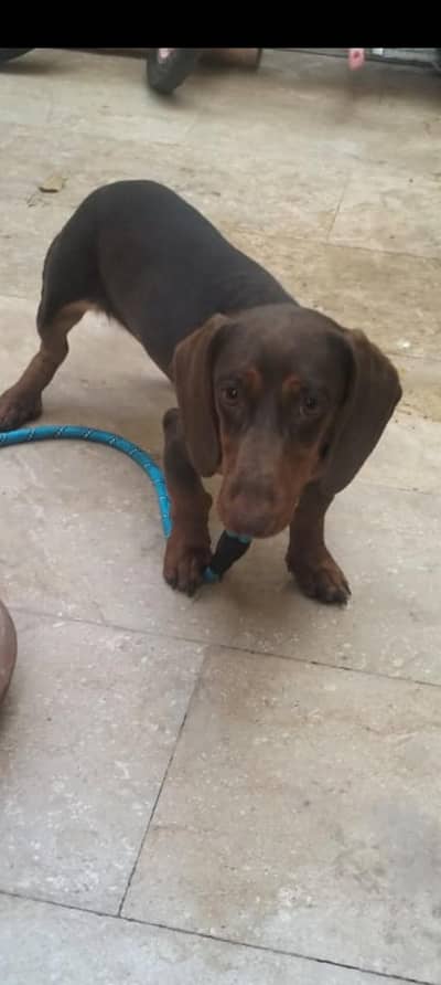 dushhound dog for sale