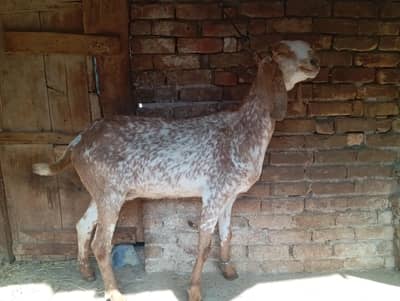 Big size makhi cheeni goat for sale