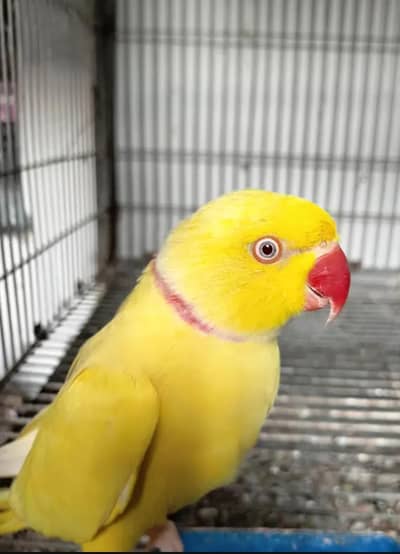 YELLOW RING NICK PARROT MALE