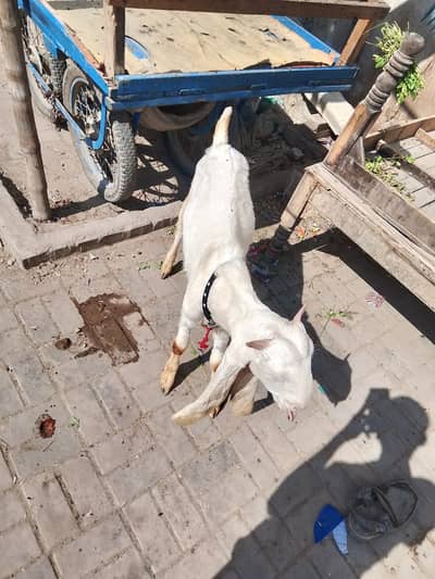 Pure Gulabi Bakra/Bakri Kid – 4 Months –desi bakra | bakra | goat