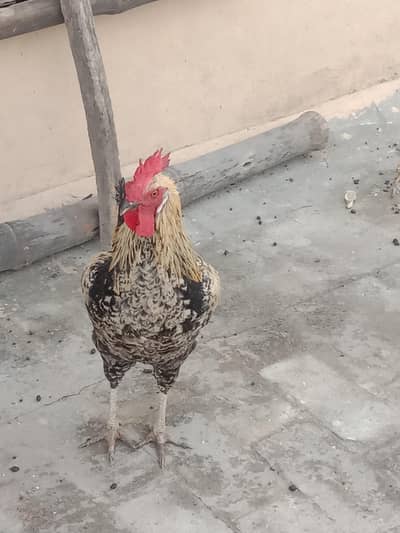 pour misri male for sale 03224186572