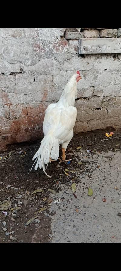 herara Adeel health and activ home breedu