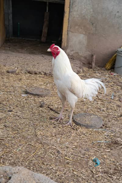 heera aseel 01 male and 3 femals for sale