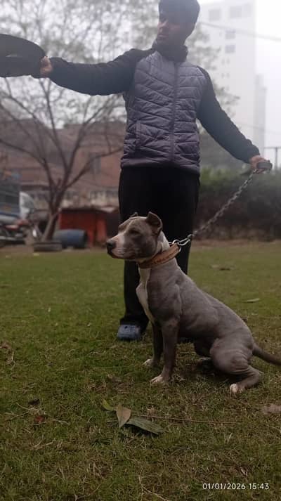 game line breeder Pitbull female