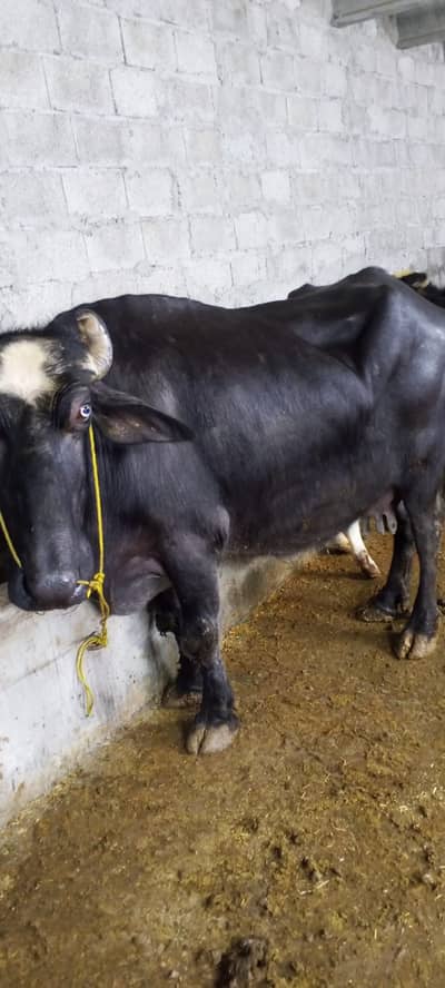 Buffalo for Sale with Male Calf