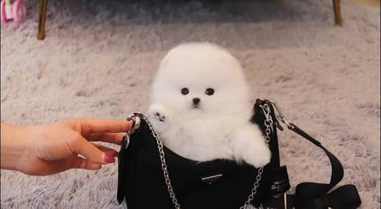 Pomeranian puppies 03425655411