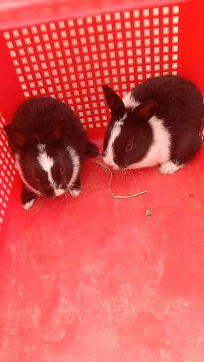 rabbit baby pair for sale 03224186572
