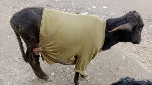 cross nasl full healthy and active. .