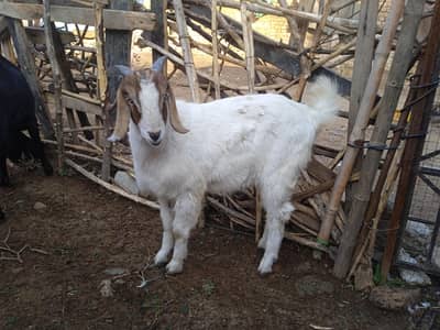 goats for sale