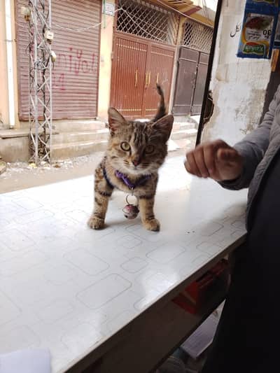 Cute , friendly , naughty female kitten