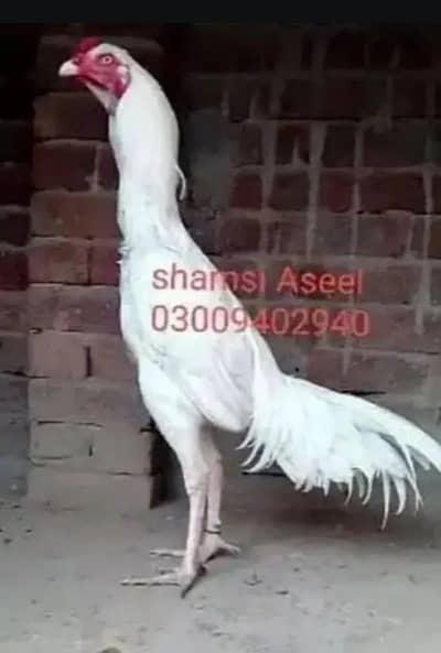 top qulity white heera aseel chiks  available