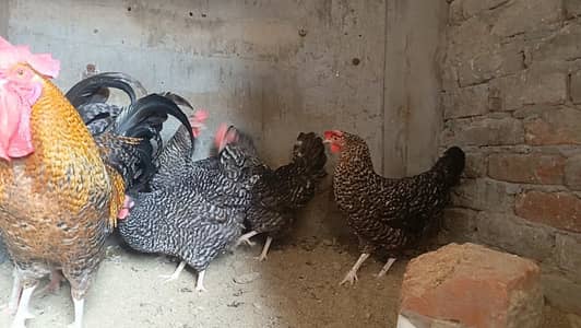Playmounth hens active and healthy