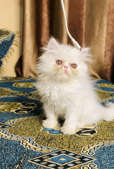 Peki/Piki/Paki persian kitten
