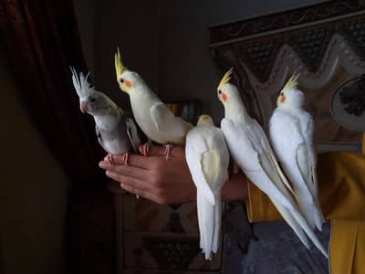 COCKTAIL,COCTEIL,HAND TAME BIRD, ENO,CREAM,ENO PEID TAMED.