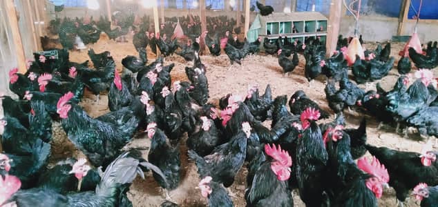 Australorp Rir light susex lohman brown fumi starter egs hens for sale