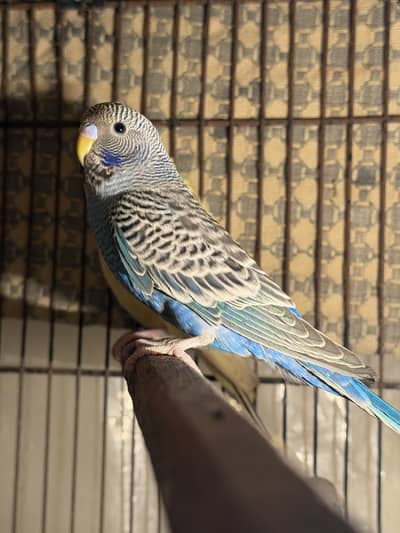 Black face into combo split