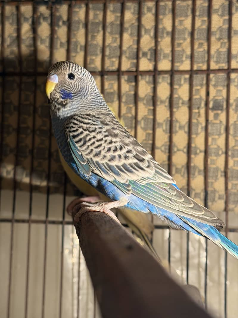 Black face into combo split 0