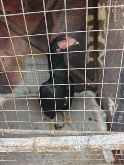 golden buff chick available