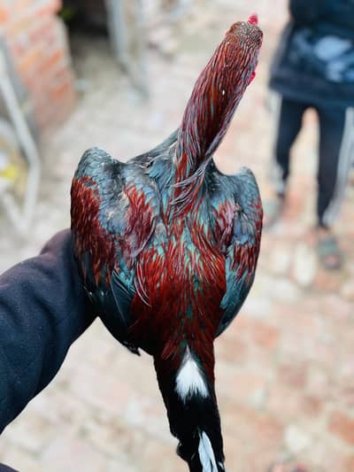 aseel Mianwali murga