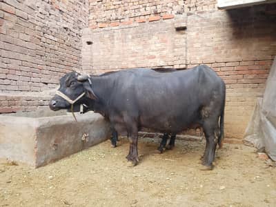 tillhar buffalo sale