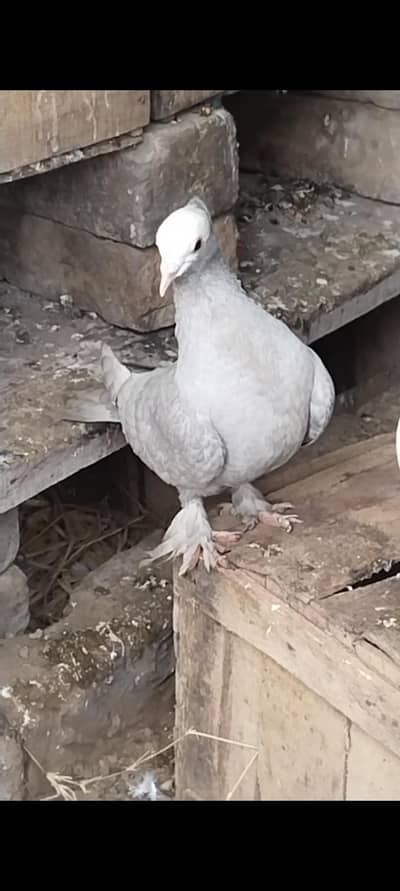 Black mukhi breeder female 2 pieces sentinent breeder female