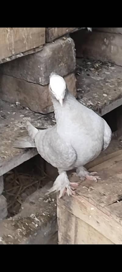 Black mukhi breeder female 2 pieces sentinent breeder female