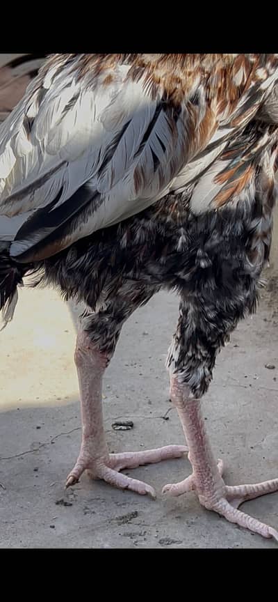 Aseel from heera aseel breed