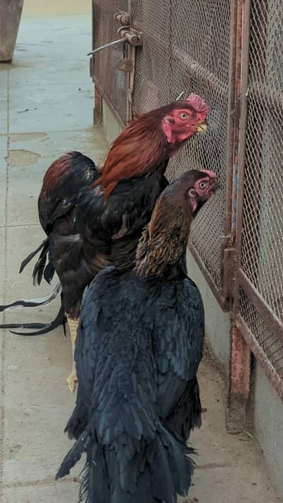 PARROT BEAK Aseel Eggs Available