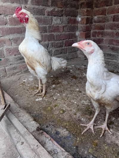 paper white heera aseel pair