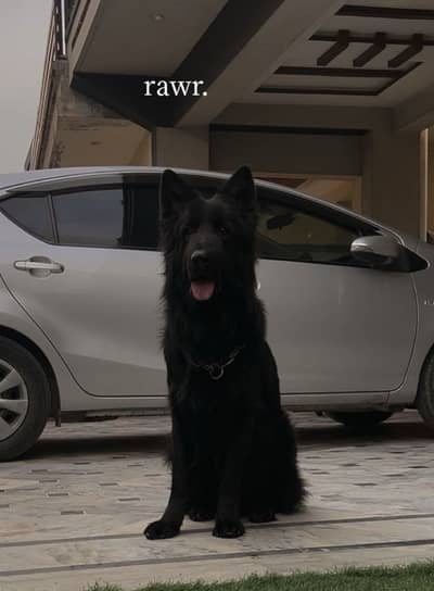 Solid BLACK GERMAN SHEPHERD