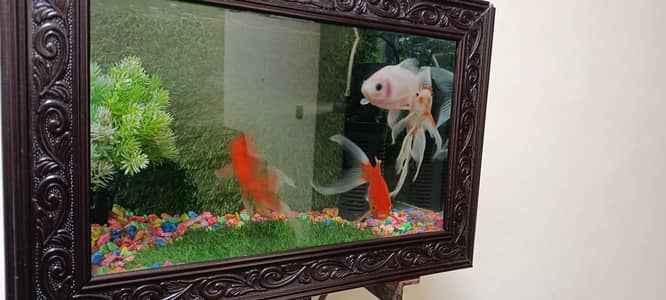 goldfish beautiful goldfish fancy aquarium