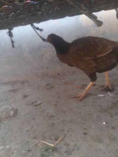 ya murge hay frist his wheat is very good condeshtion for sale wight z