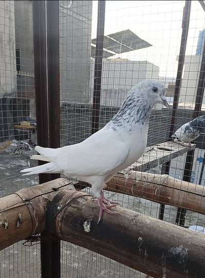 PURE SAILKOTI MOTIO WALAY CHOHAY