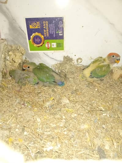 All types love birds available .