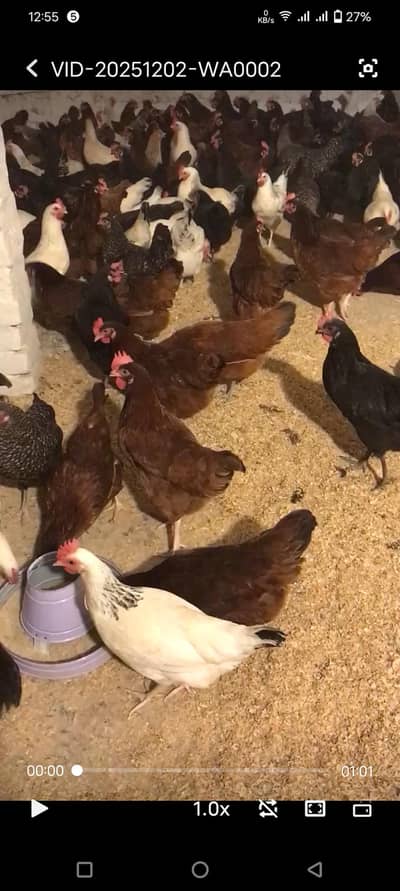 Rir Australorp lohman brown fyomi lightsusex starter eggs hens for sle