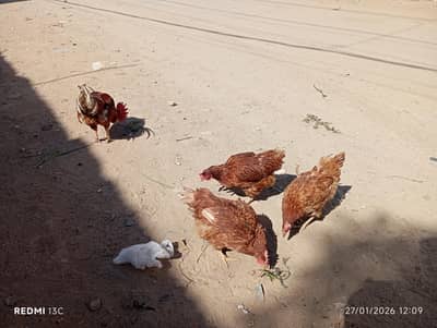 adeel lakha or lohman