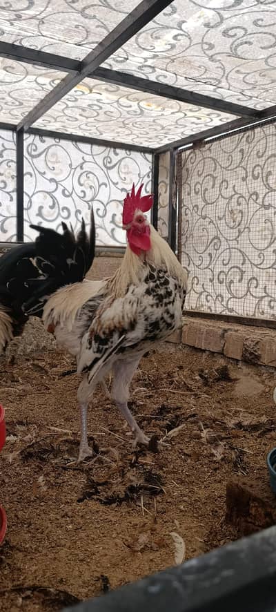 Golden misri | Egg laying hens | Murghiya