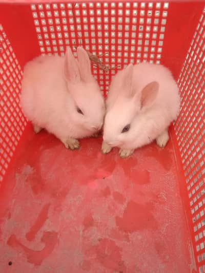 fancy rabbits baby pair for sale