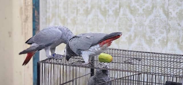 African grey parrot 7 month age 03424575705